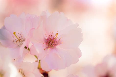 種桃花樹|桃花盛開！桃子幾月開花？桃樹栽培重要指南 